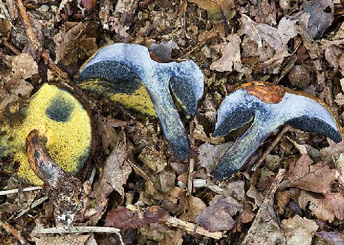 Boletus pulverulentus